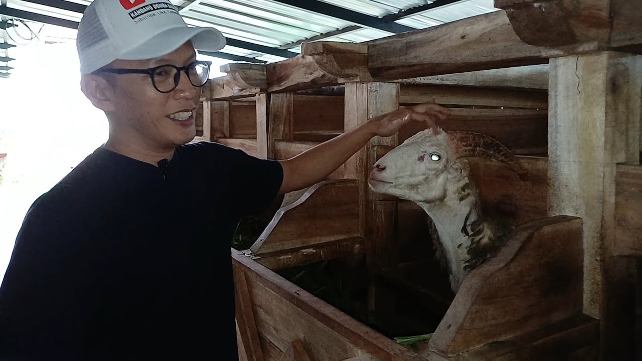 CARA SUKSES BETERNAK DOGAR BAGI PEMULA, KANDANG DOMBA SITUBOLANG BANDUNG