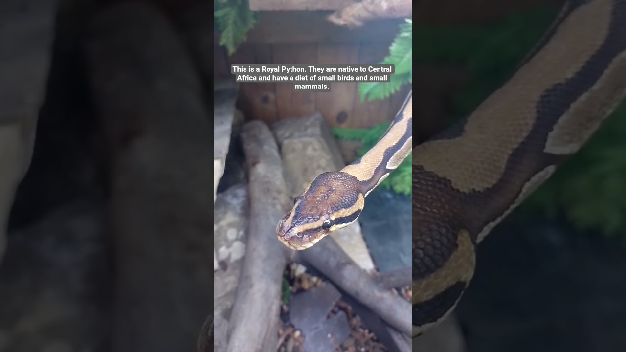 Royal Python. 