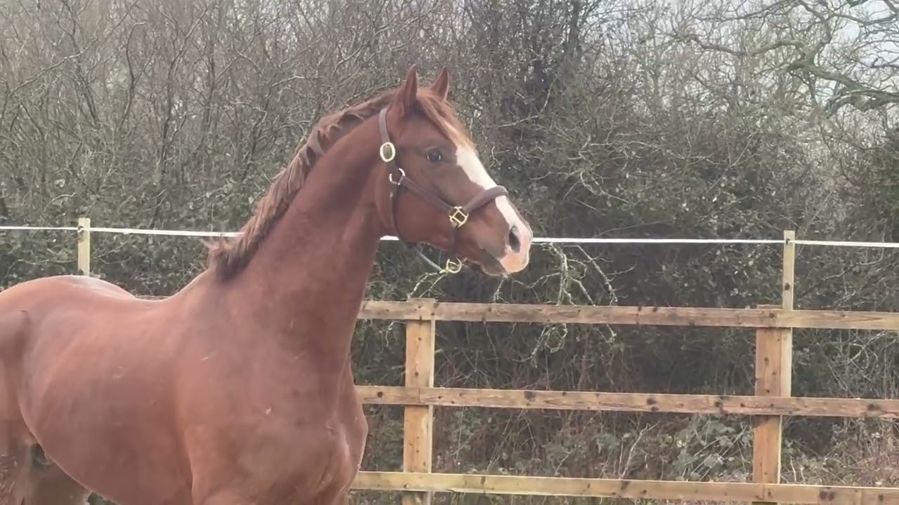 2022 colt by Thiago (Totilas) x Foundation