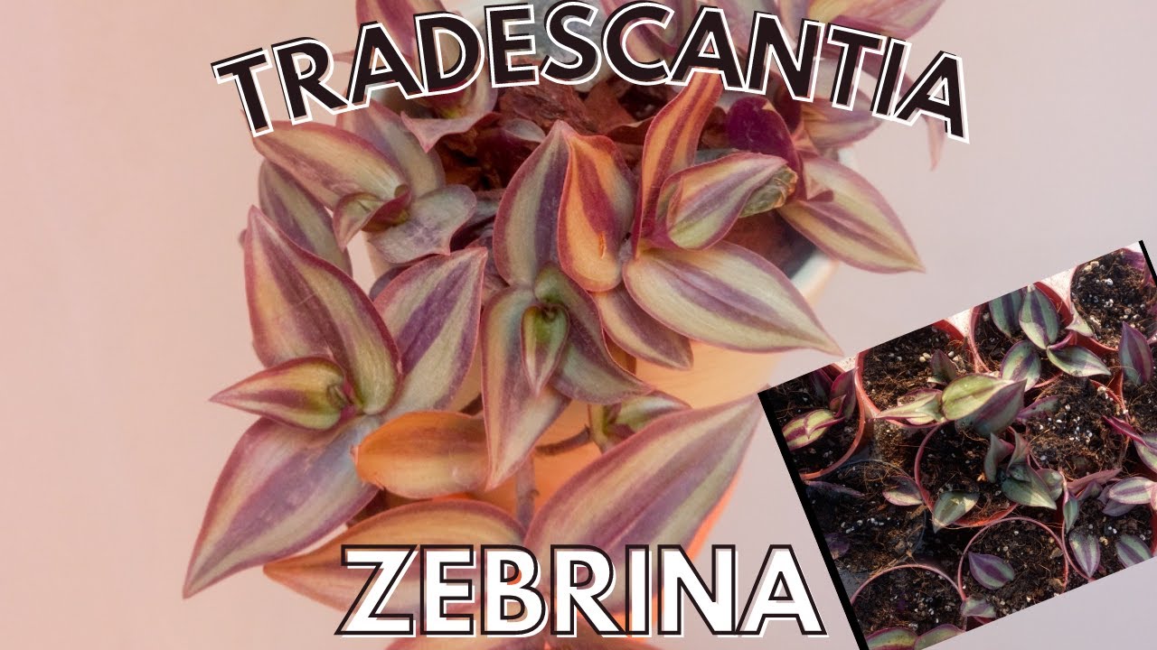 Tradescantia zebrina Trasplante PROPAGACION FACIL 2 SEMANAS