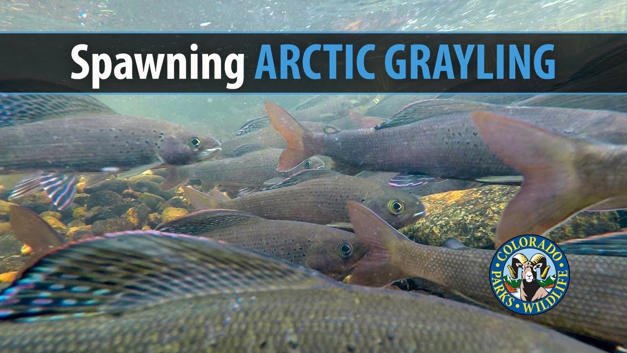Colorado's Arctic Grayling