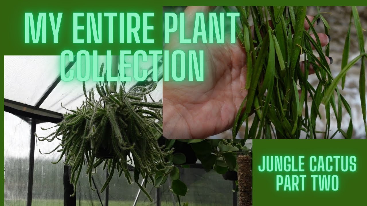 My Entire Plant Collection 2024, Part Two | Plant Tour, show and tell | All of my jungle cactus