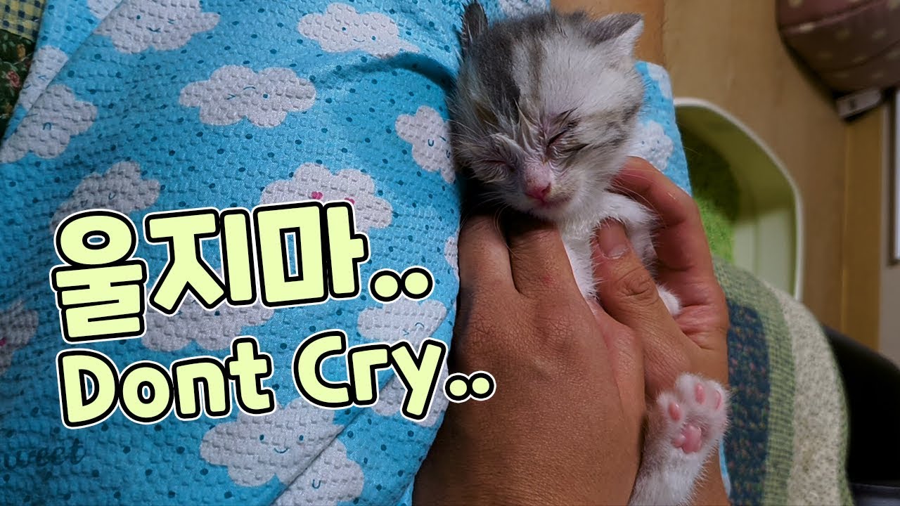 The Both Owners Washed a Kitten's Face, But.. // 초짜 집사가 아기고양이 눈물 닦아주면 생기는 일