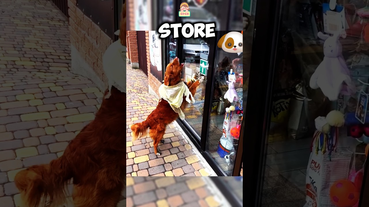 Homeless Dogs Knocks at store door for food 😊 #shorts #dogs