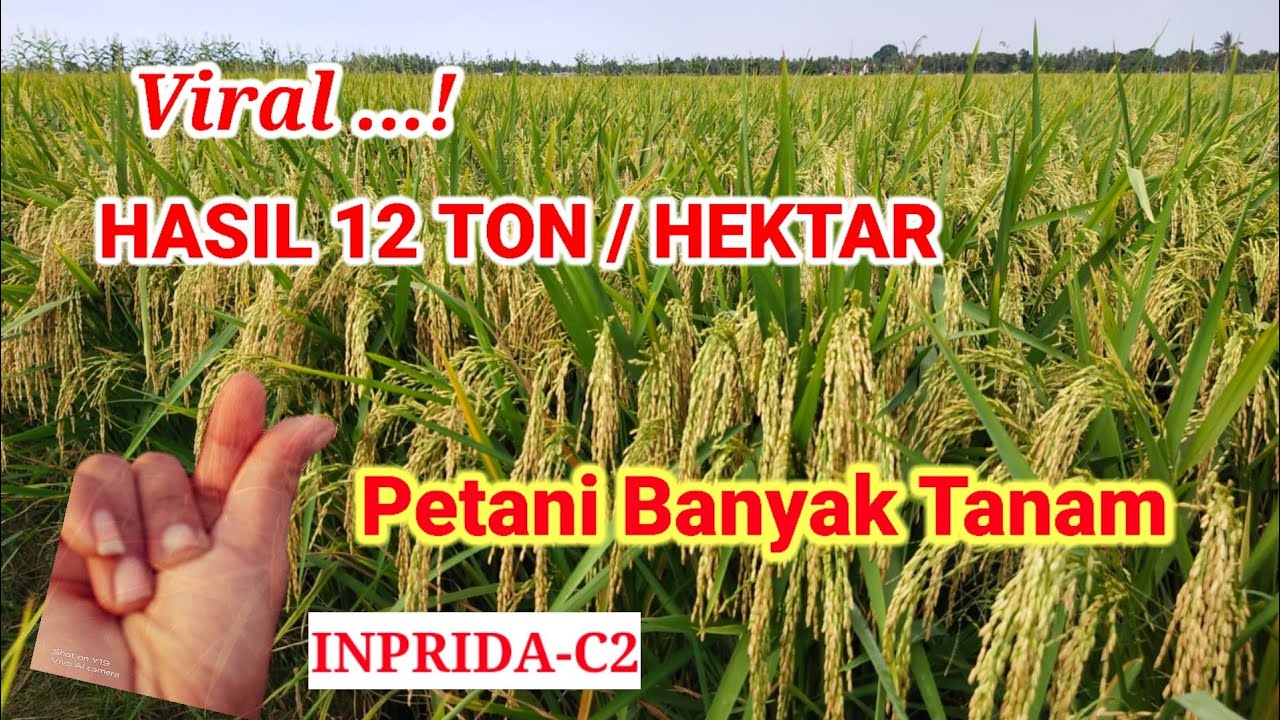 INBRIDA-C2 || Menjadi Idaman Petani, Perawatan Mudah & Hasil Melimpah#Padi_C2