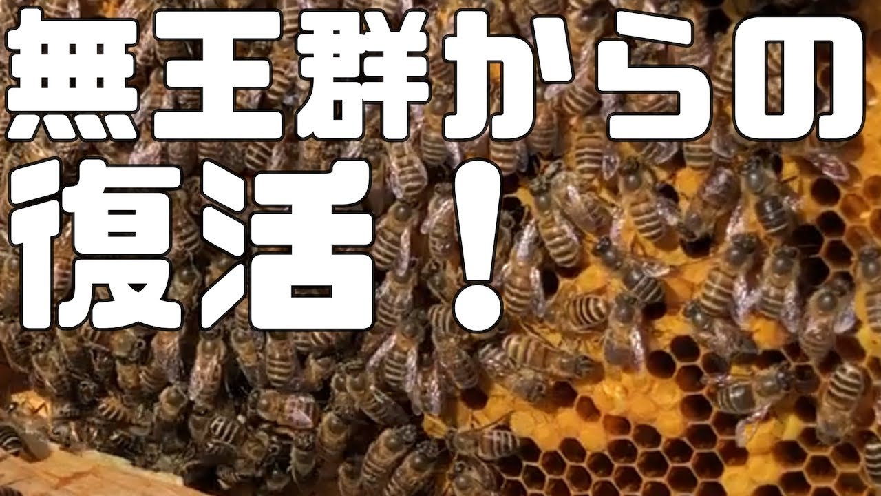 無王群からの復活！無王群からの６ヶ月　人的に女王蜂を育てて移植【日本ミツバチ庭先養蜂】【自然養蜂家】【か式養蜂】