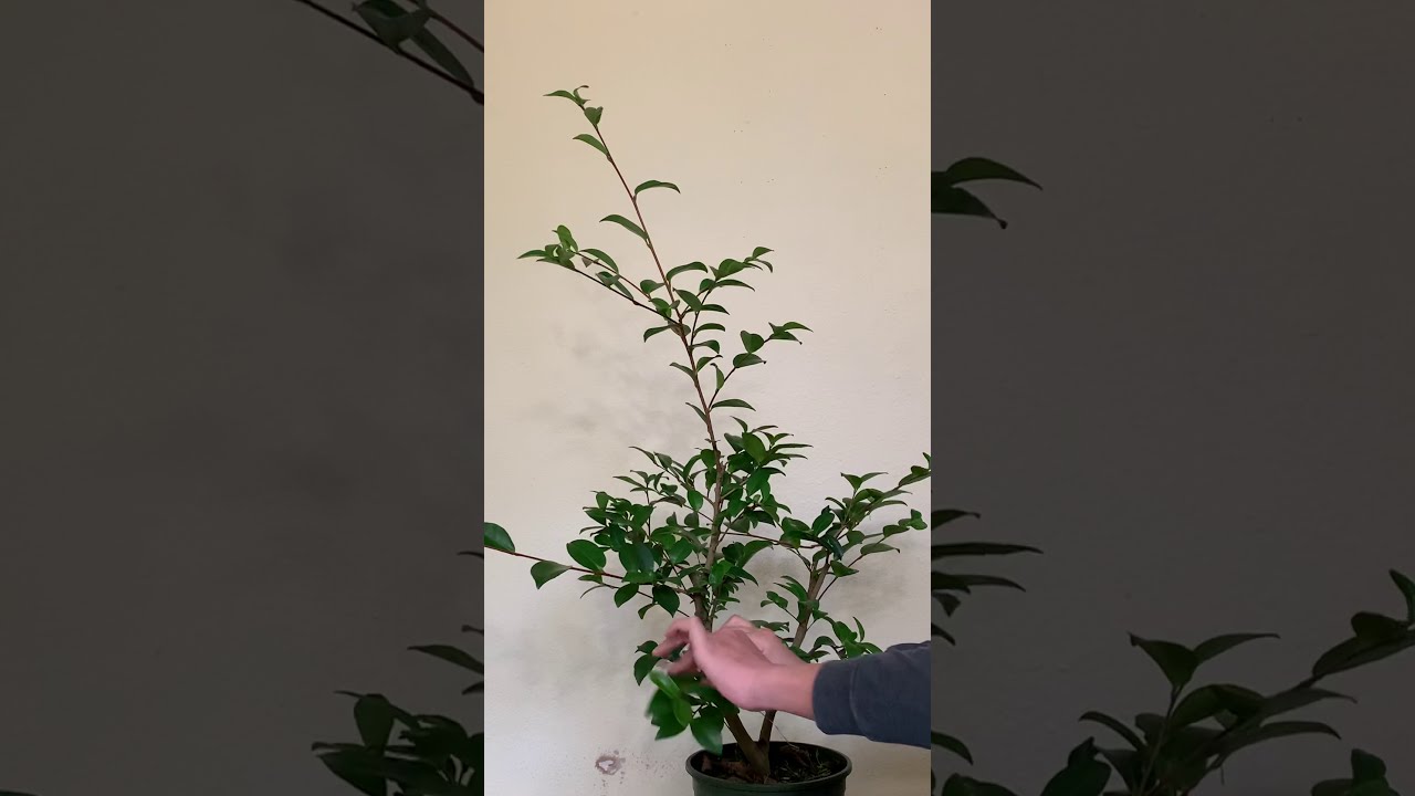 Camellia pre-bonsai update, Part 1: Analysis