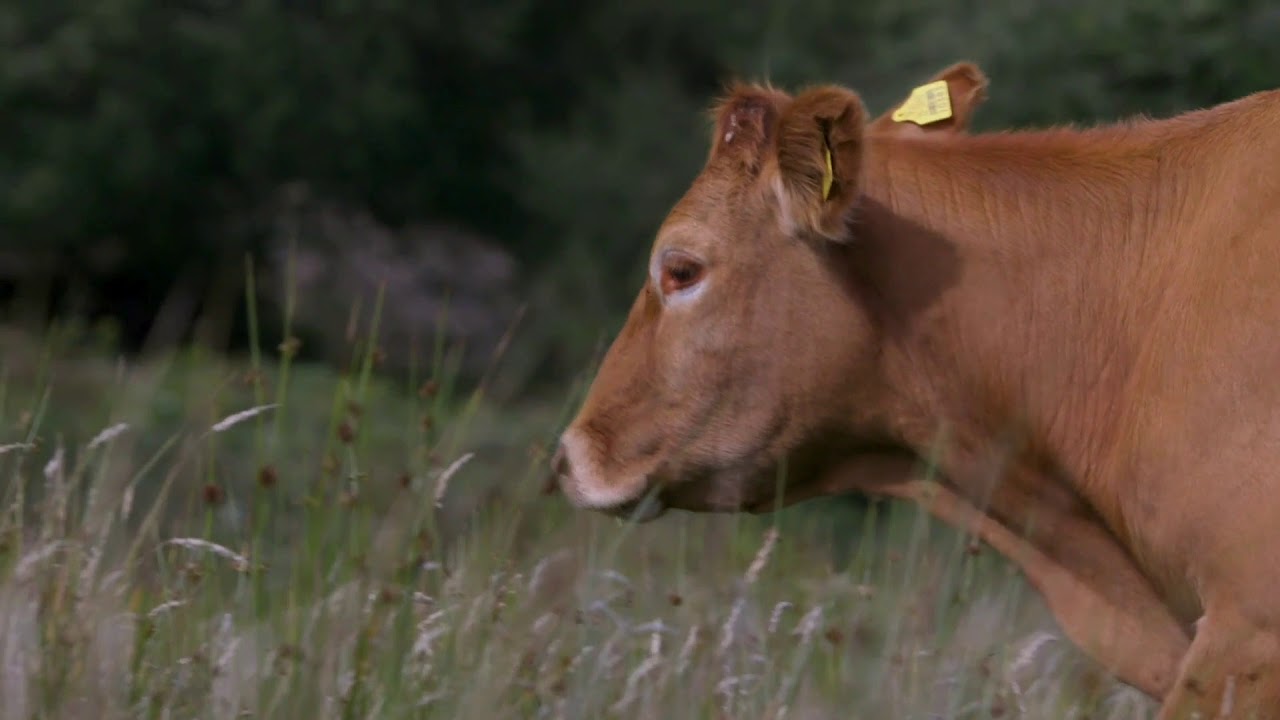 GRASSLAND MANAGEMENT
