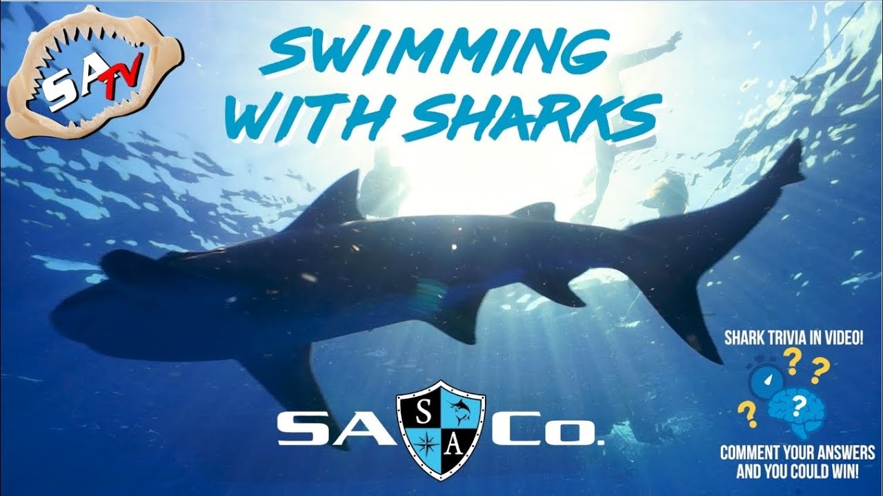 SA Co | Swimming With Shark Addicts