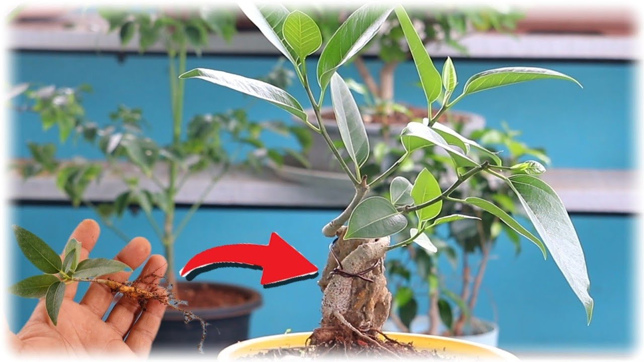 From Sampling to A Bonsai/ Pilkhan tree / 2year Timelpase