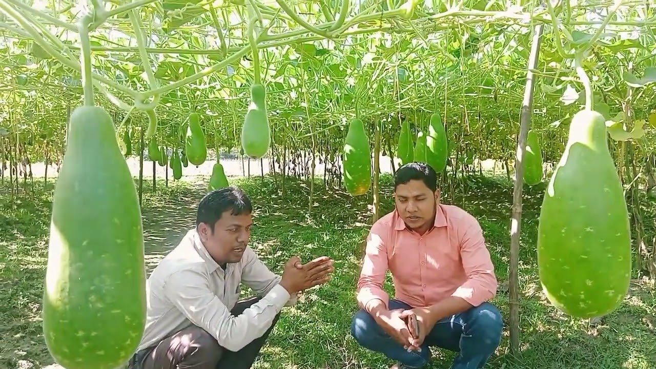 লাউ চাষে ইসমাইল ভাইয়ের সাফল্য, চাইলে আপনিও করতে পারেন। 