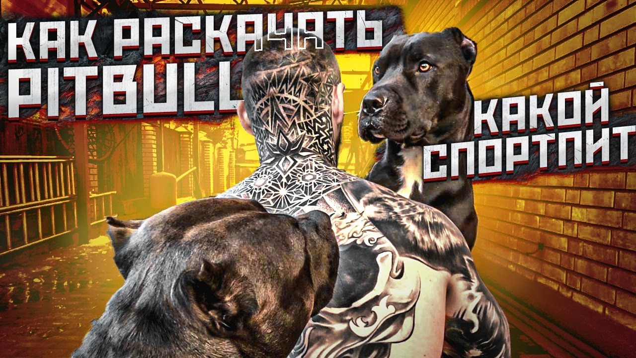 ТРЕНИРОВКА ПИТБУЛЯ (pitbull) от МАСТЕРА СПОРТА