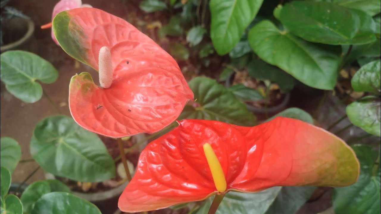 24 පැකේජය - පැල 10 රු 3000/= 🪴🌸