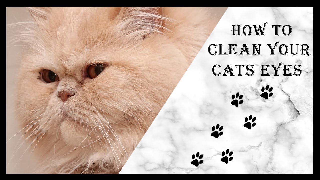 How to clean your cats eyes (Persian cat edition)