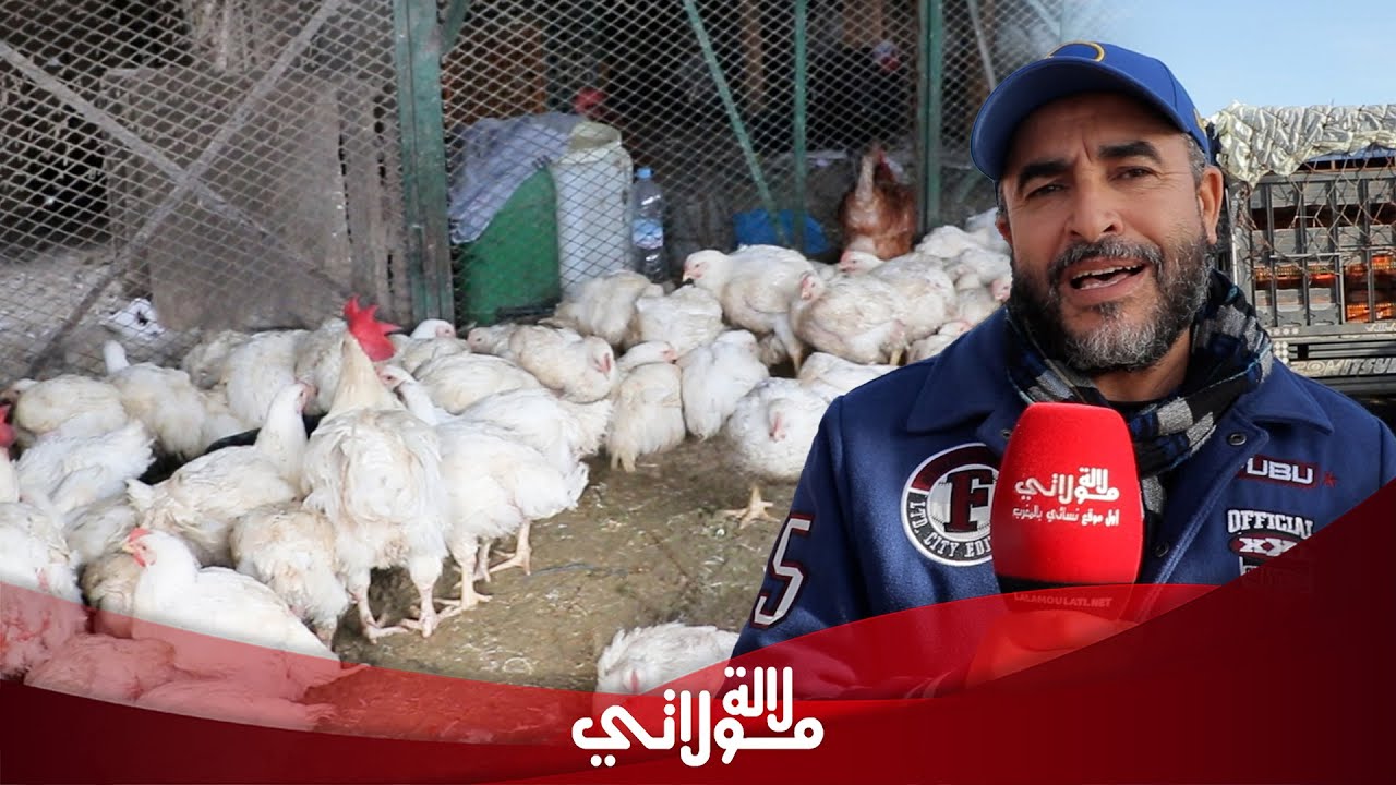 الباعة ينفون ارتفاع أسعار الدجاج 