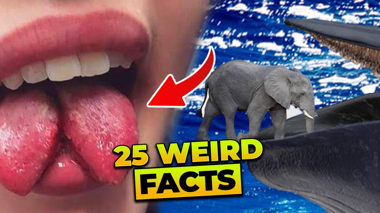25 Weird Fun Facts You Didn't Know! | Random facts | Crazy Facts