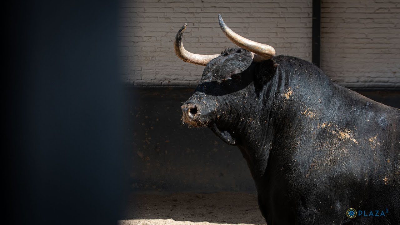 SORTEO | Corrida de toros 1 de junio, Alcurruc&eacute;n