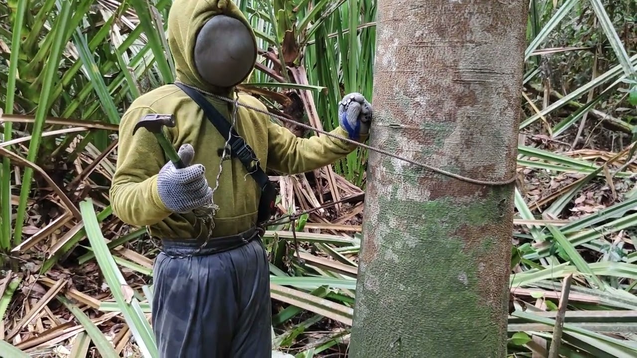 cara mudah memanjat pohon sialang.