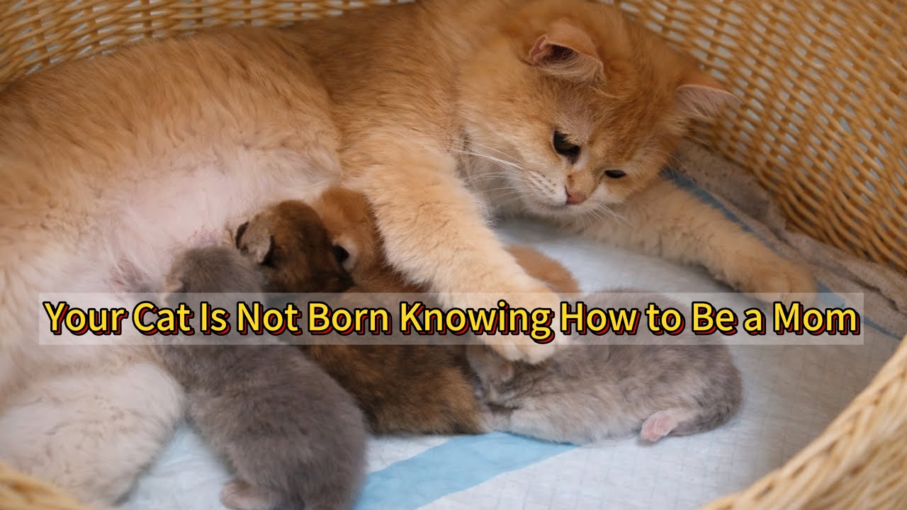 First  Time Cat Birth GuideWhat Most Owners Get Wrong About Mother Cats