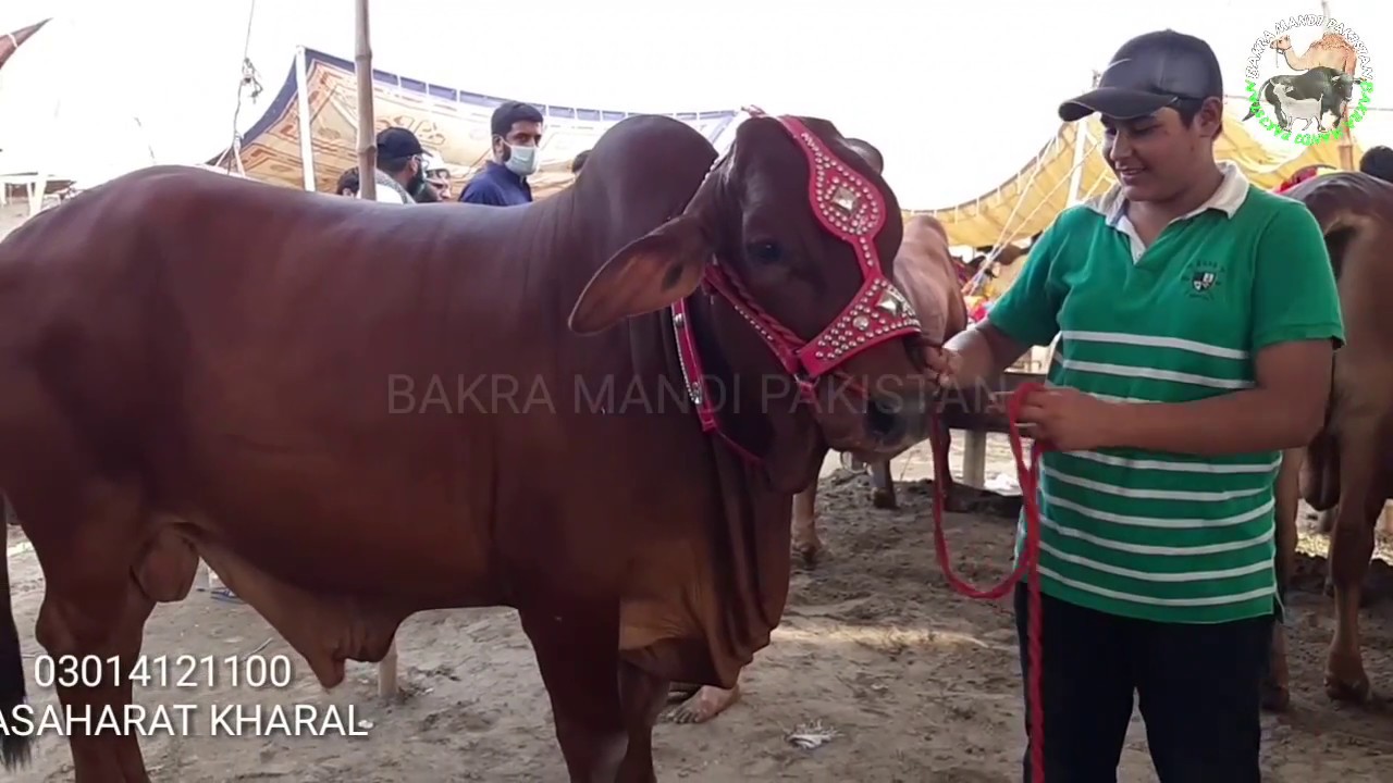 COW MANDI HEAVIEST BULLS IN LAHORE SHAHPUR KANJRA MANDI