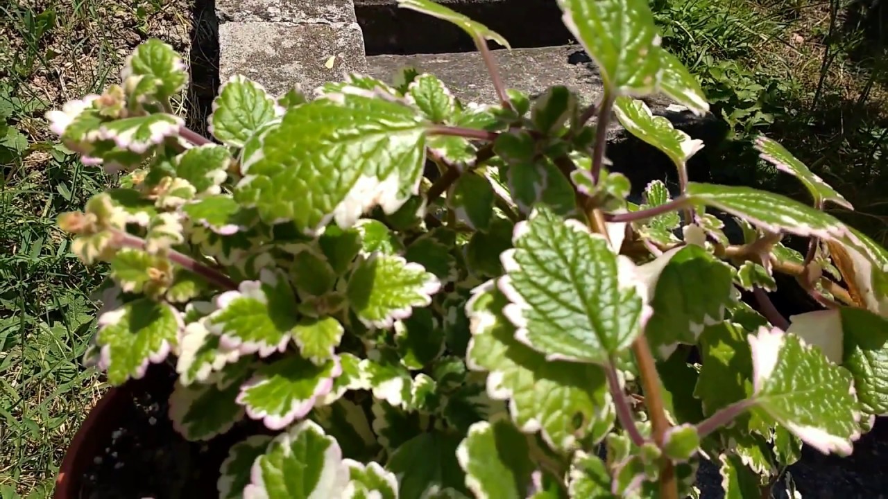 Pianta dell' Incenso (Incense plant) plectranthus coleoides