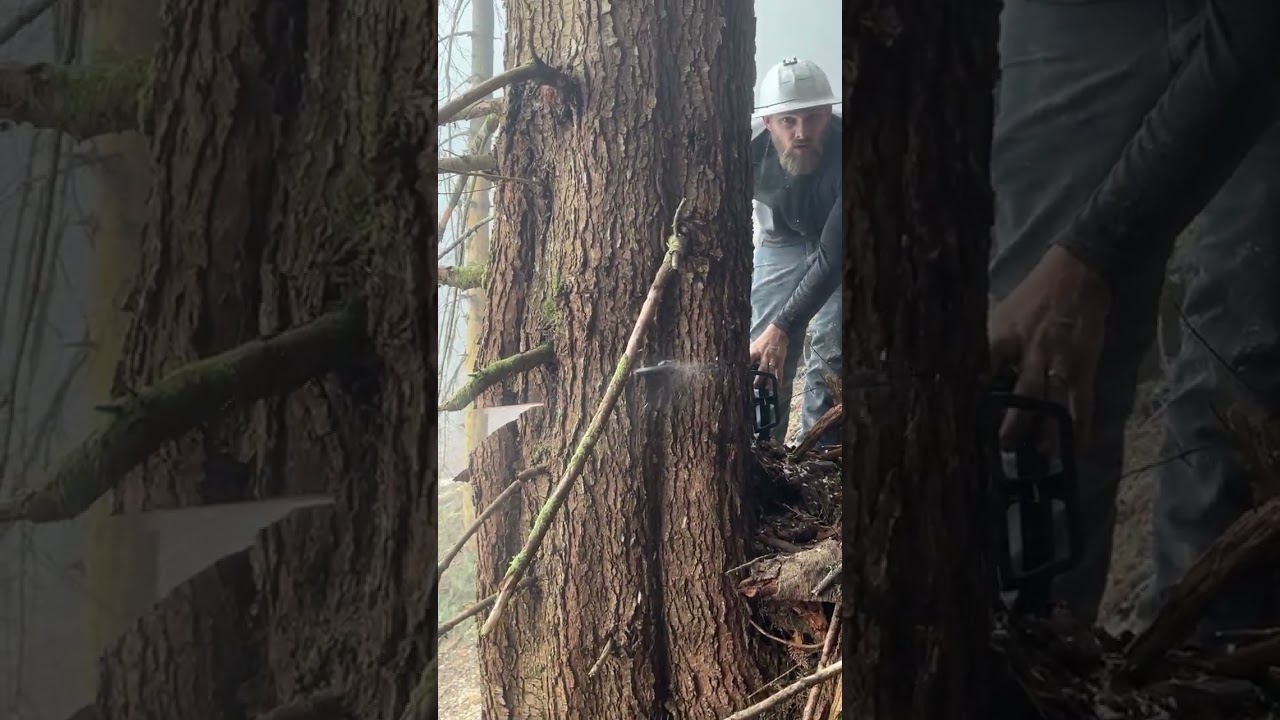 Chinese knock-off chain saw takes down MASSIVE tree