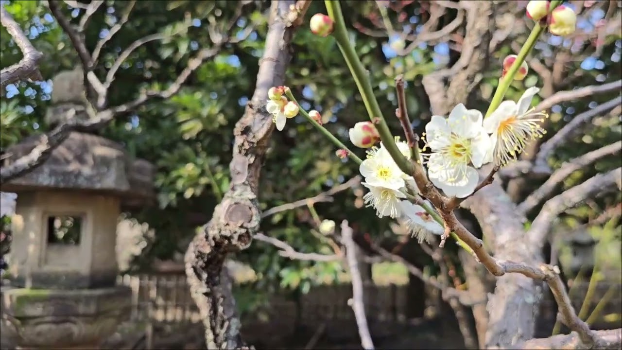 2026年2月22日(日)池上梅園に行ってきました。