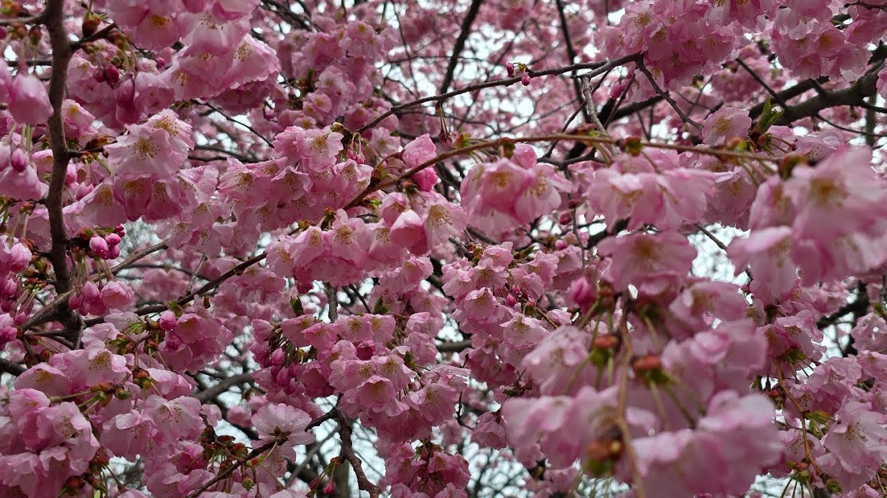 Cherry Blossom 2025: Best places to visit in NJ  Newark New Jersey | Spring in USA