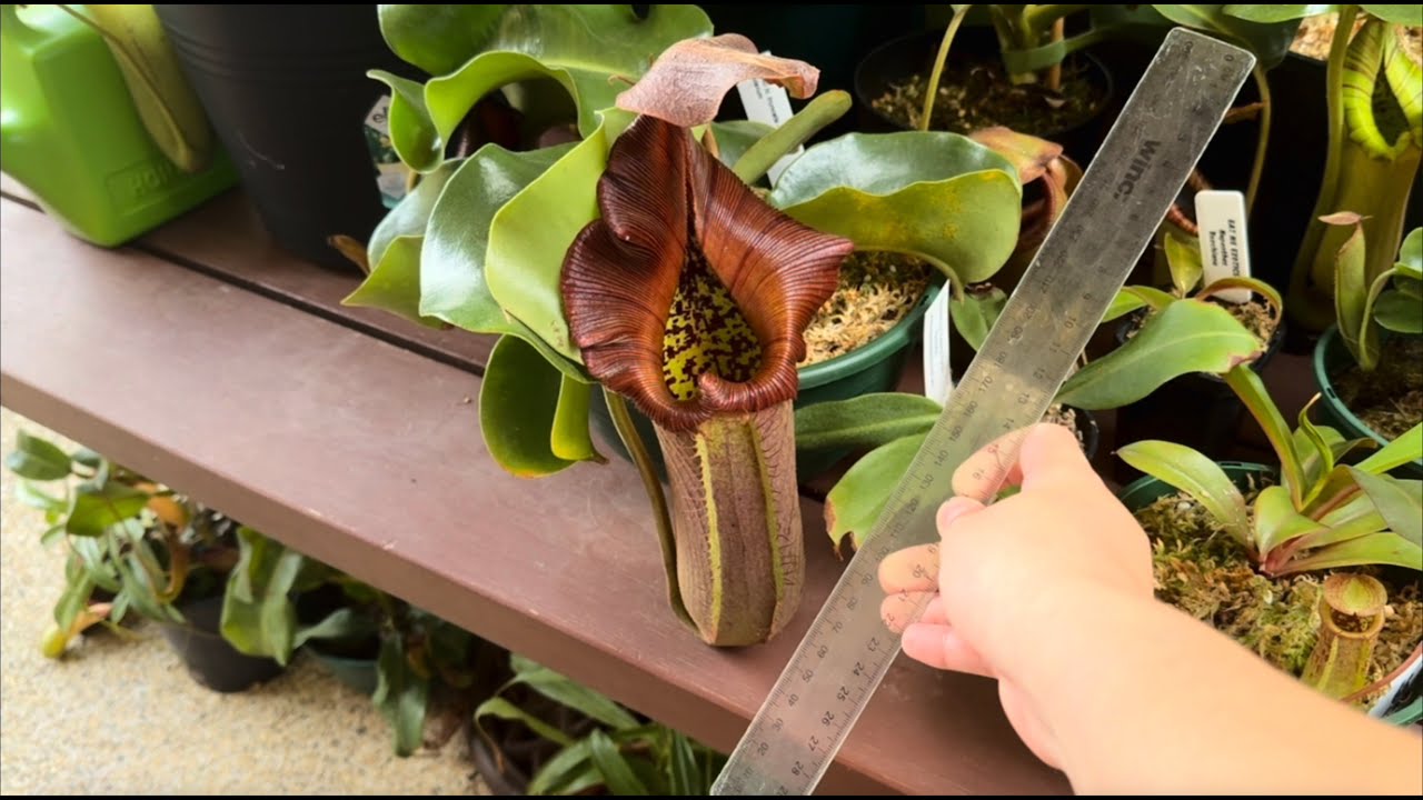 Measuring my Largest Nepenthes Pitchers!