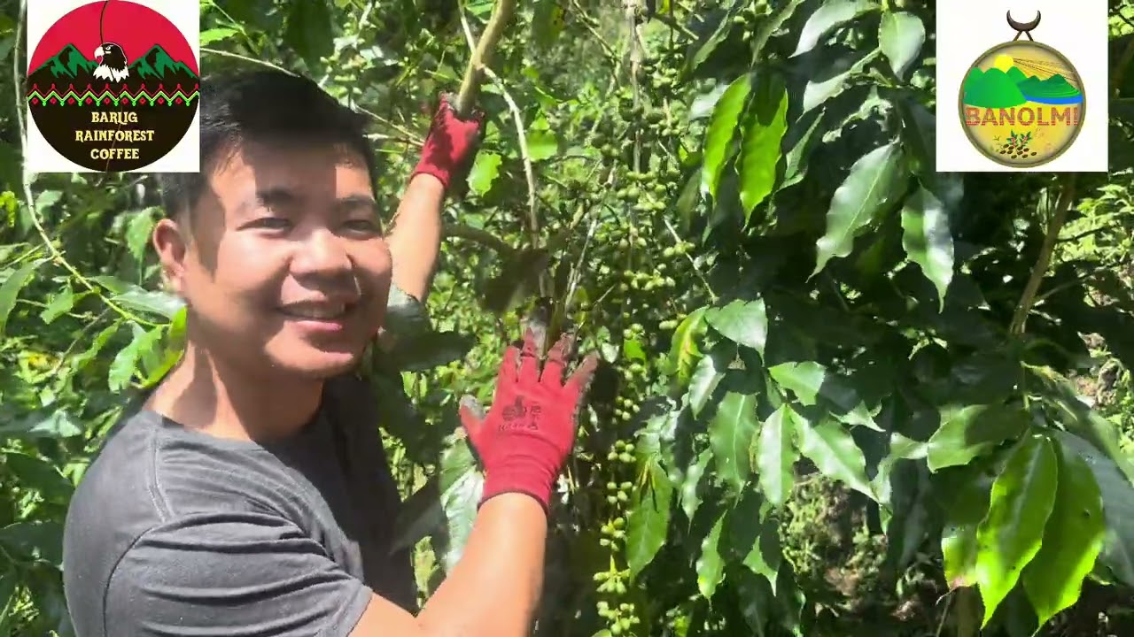 Meet Daniel, organic coffee farmer from the Philippines 🇵🇭