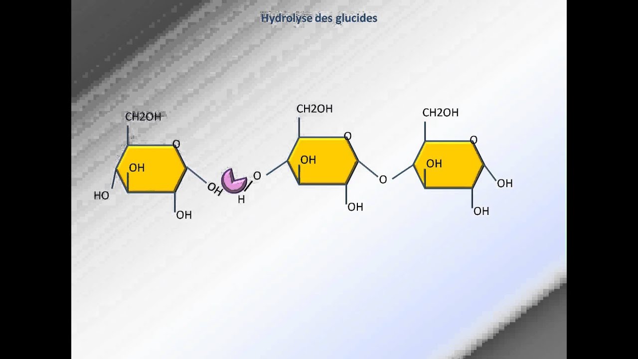 Hydrolyse des glucides