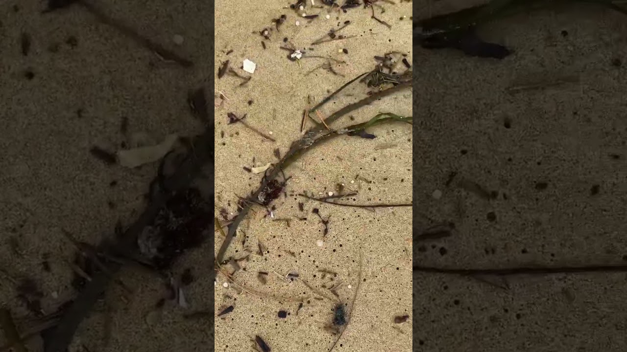 So much nurdles on the #beach today #fishing #nurdles #plastic #fyp #pollution #storm #shorts #sand