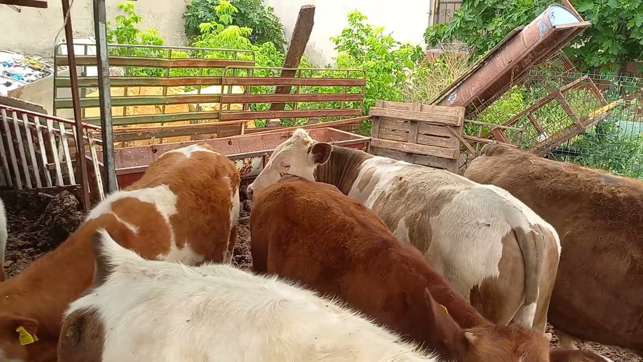 büyükbaş hayvanlarda yem in ayak lara  vurması.......