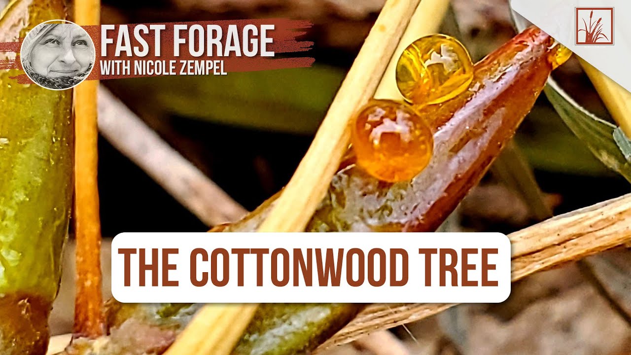 Super Underrated Forage: The Cottonwood Tree