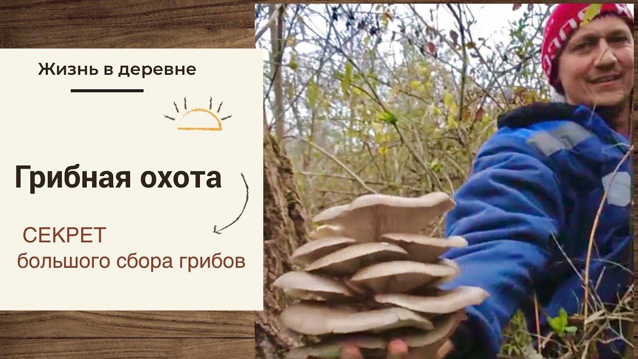 Секрет  большого сбора грибов #семейныесекреты #влог #жизньвдеревне #нашибудни #семейныеистории 