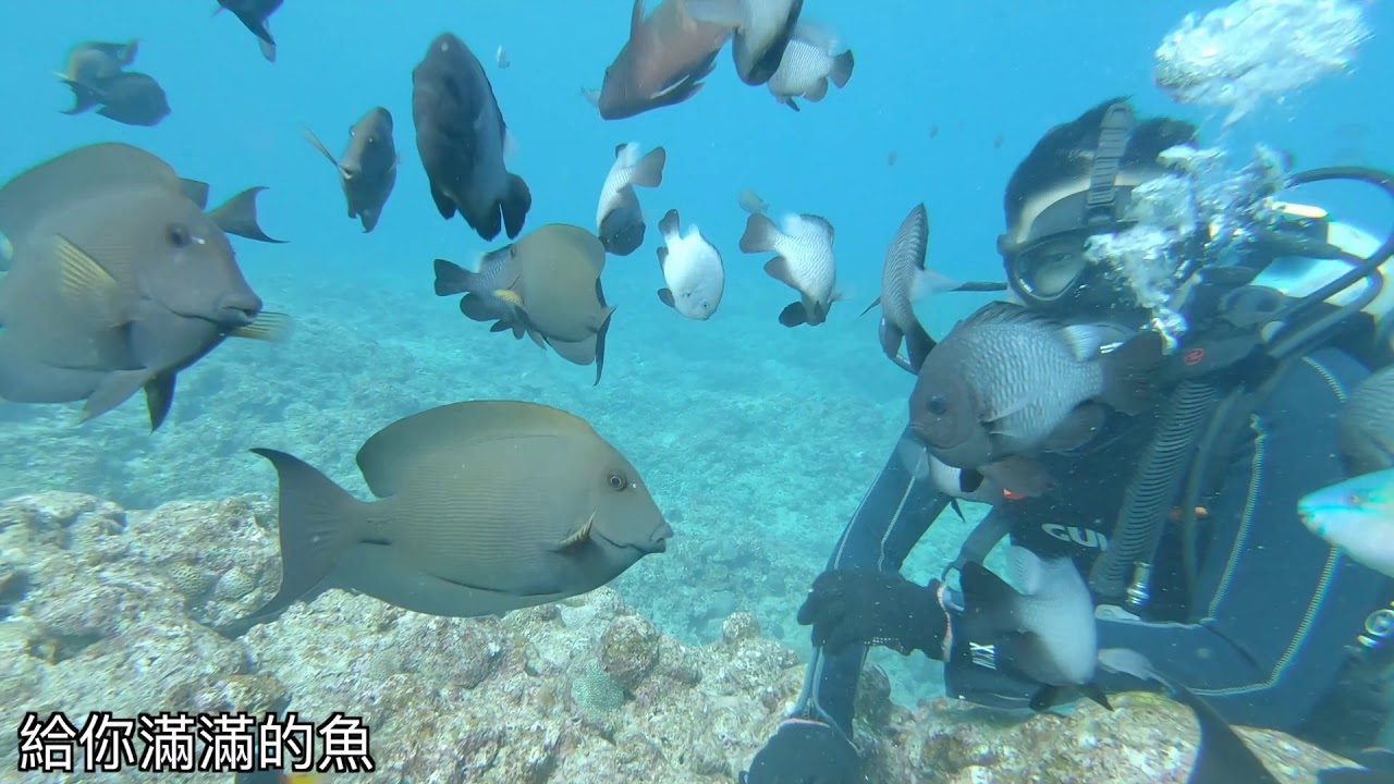 沖繩青潛 客人授權 潛水後感想 20190219