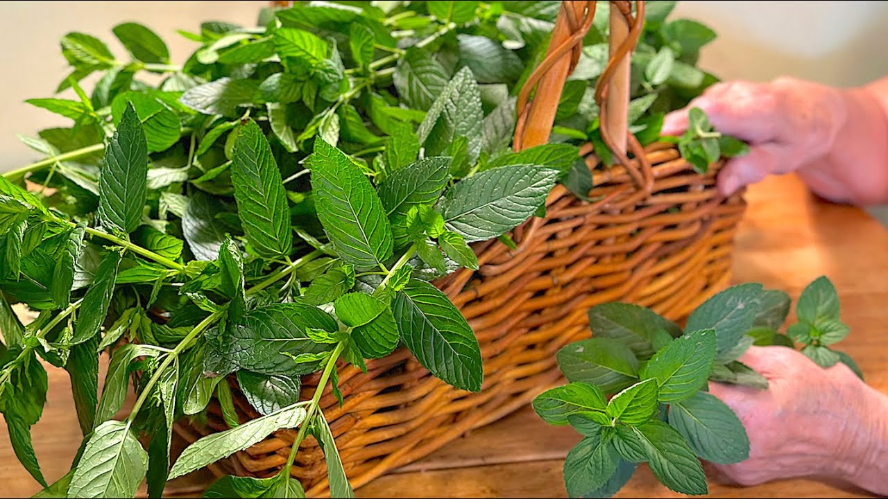 Picking and Drying Mint | Joyce's Kitchen