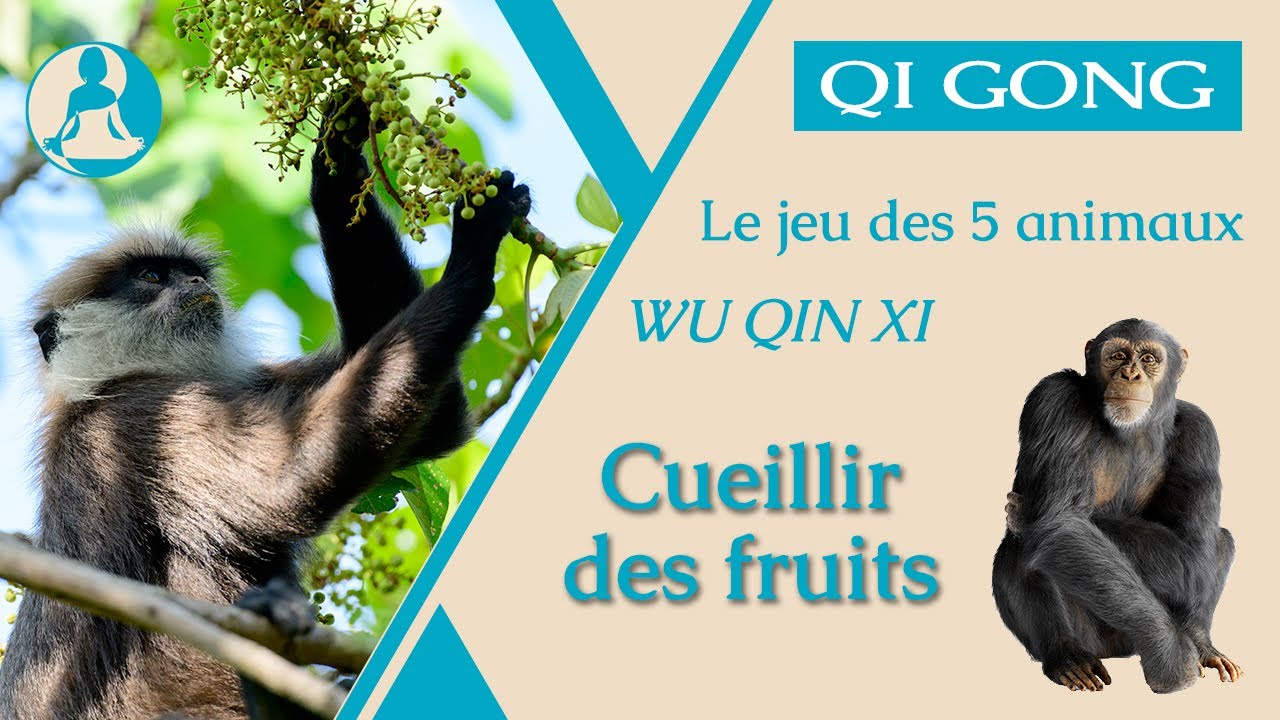 Qi Gong : Cueillir des fruits, le jeu des 5 animaux
