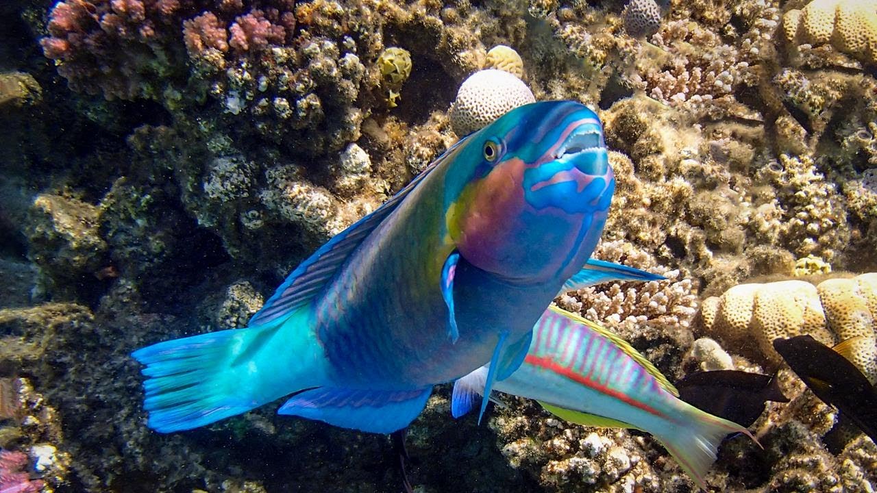 Snorkeling devant Fort Arabesque à Makadi Bay