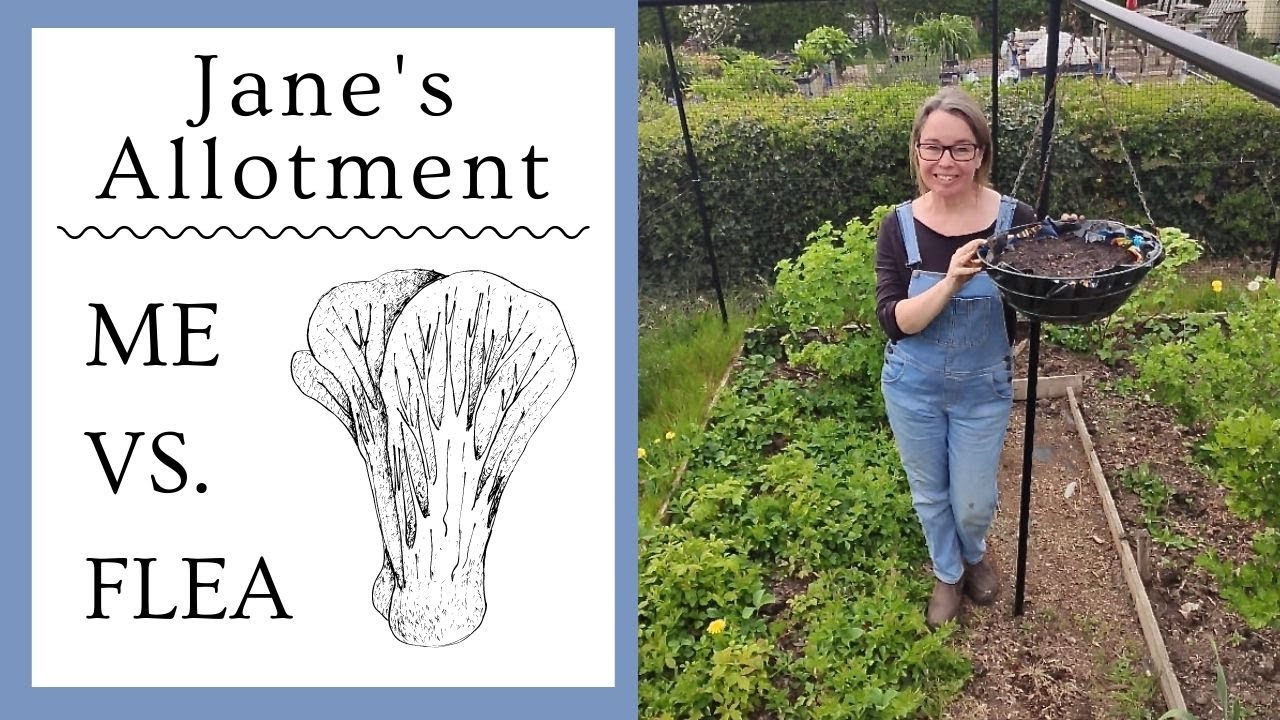 OUTWITTING THE FLEA BEETLE - organically!