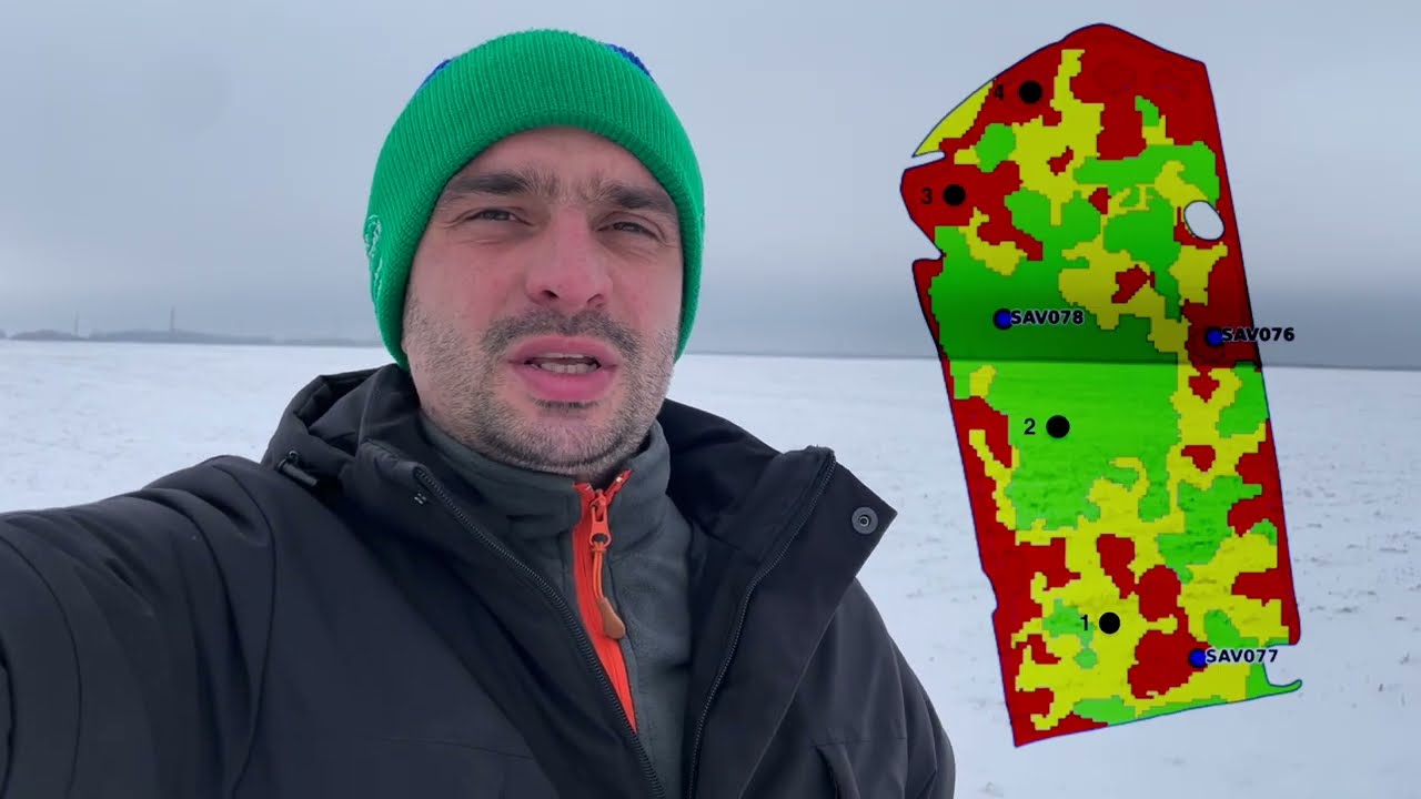 Оценка озимой пшеницы. Отращивание узла кущения.