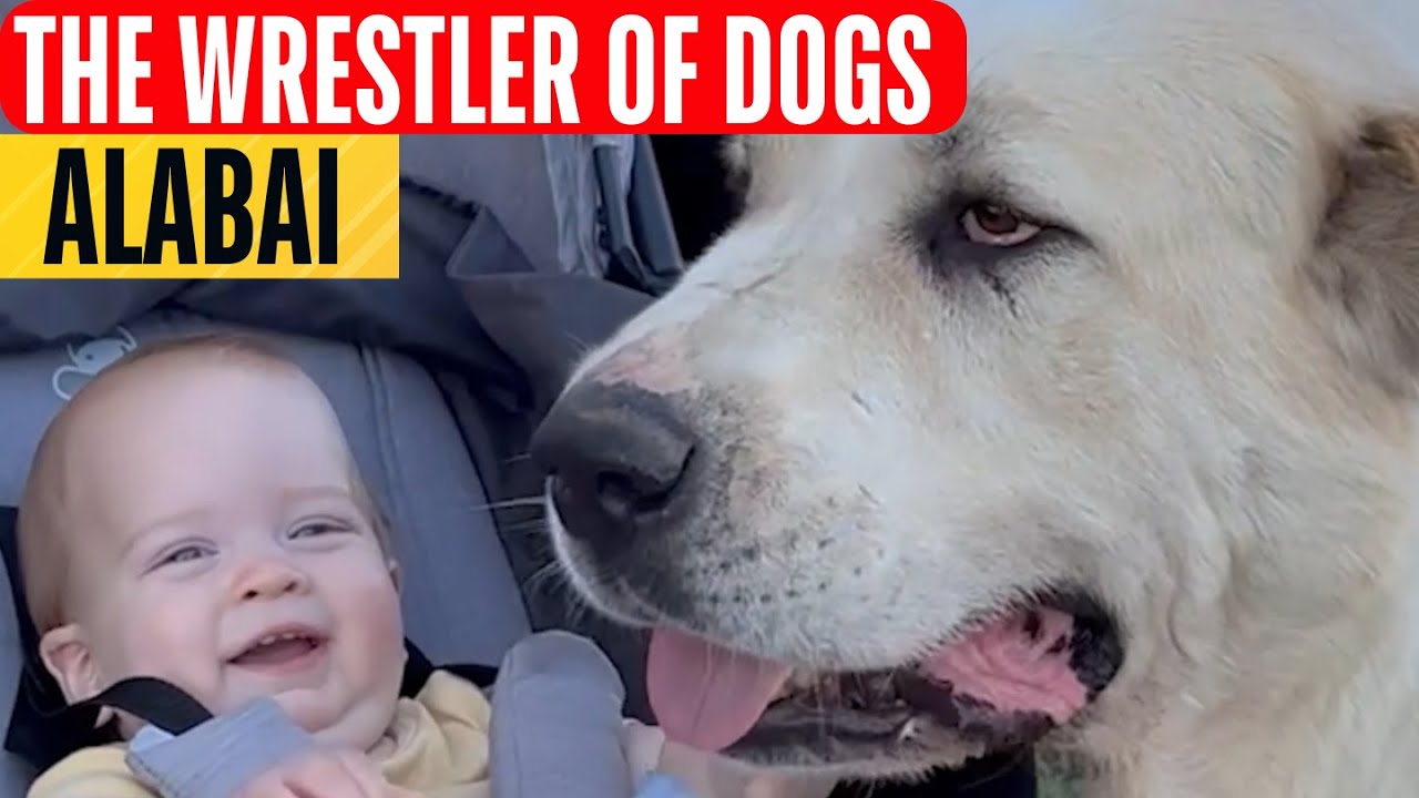 Wrestler of dogs: the Central Asian Shepherd, Alabai