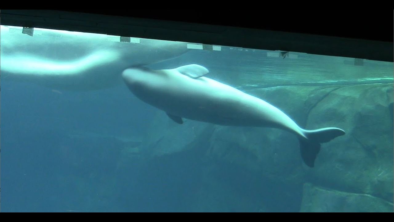 Baby Beluga Nursing at Georgia Aquarium (6/23/20)