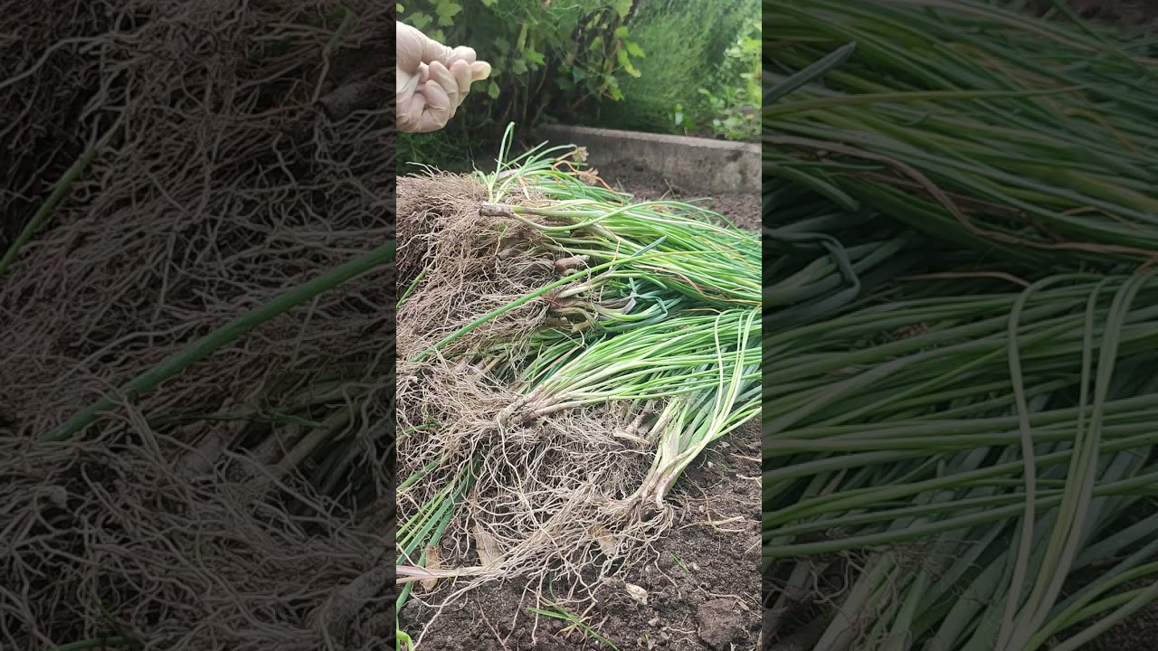 Harvesting Garlic Chives