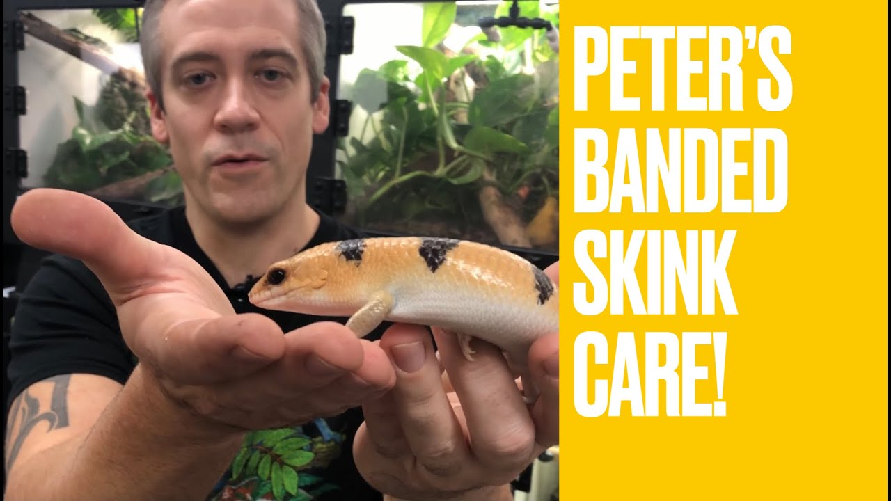 Peter’s Banded Skinks Care