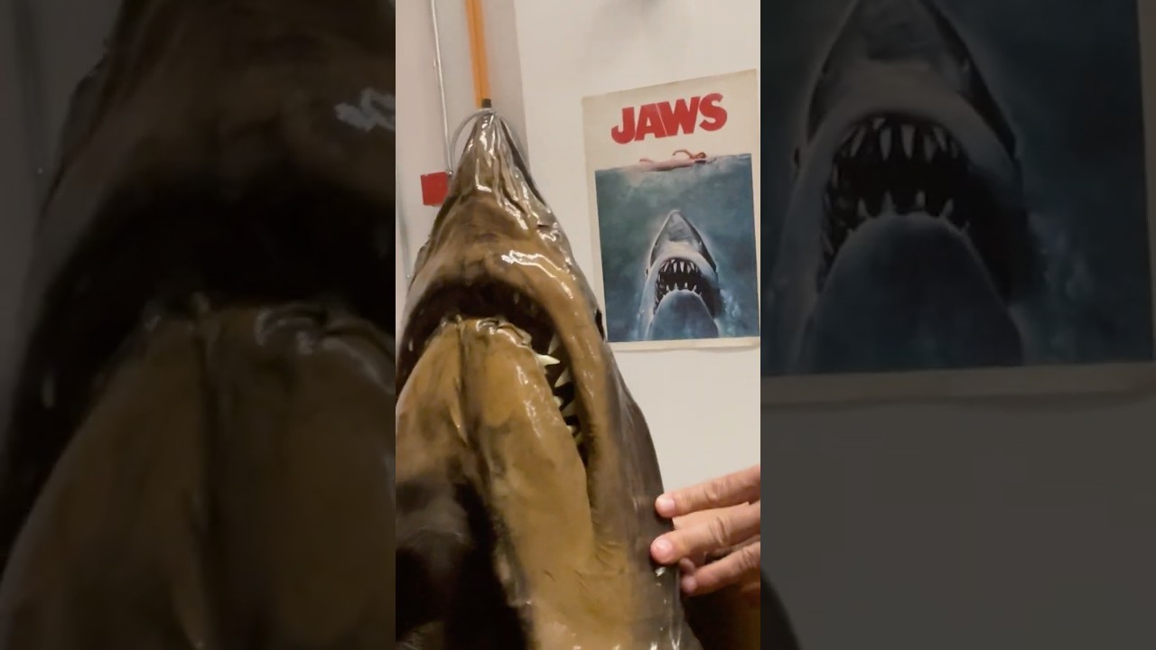 Meet the shark that inspired JAWS! #movies #naturalhistory #sharks #jaws #museums #ichthyology