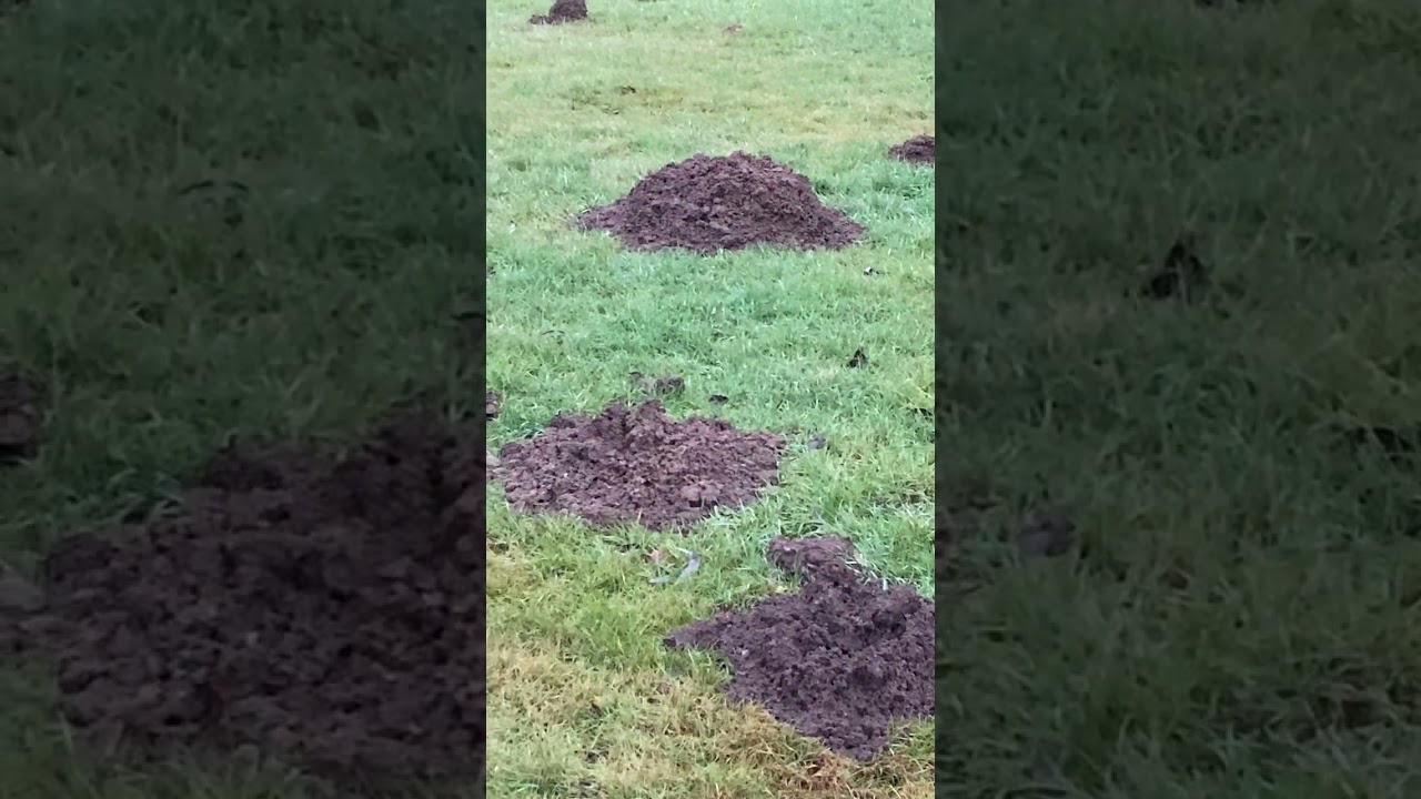 Maulw&uuml;rfe - schaffen Landschaft mit Strukturvielfal