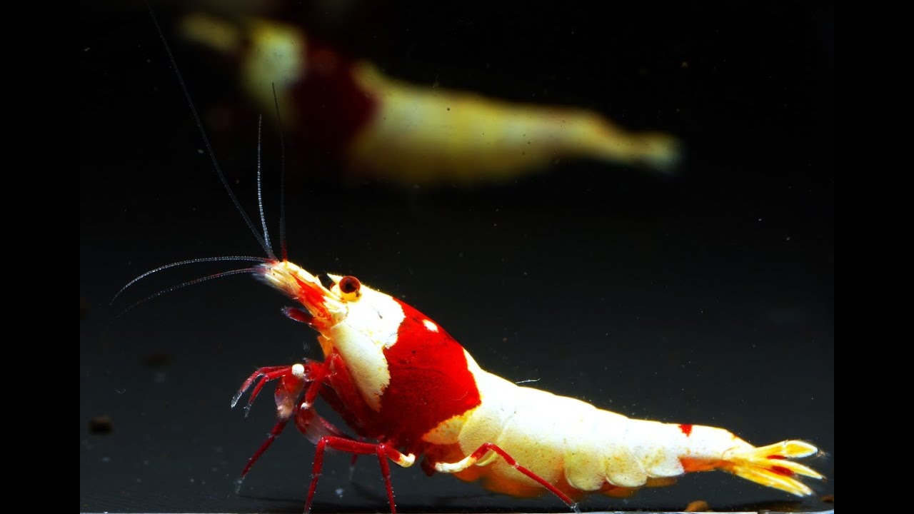 Krewetkowe pogaduchy na żywo z Galactic Shrimps