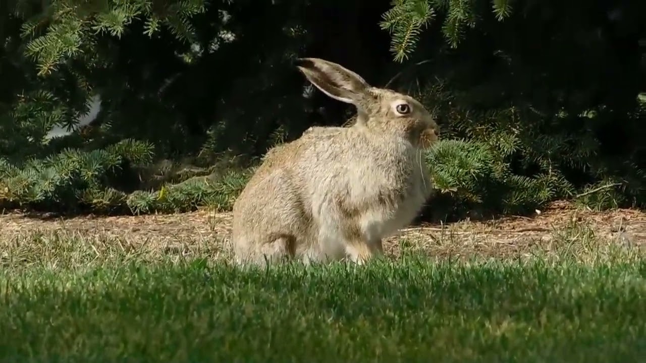 Are Rabbits Solitary Animals? The Truth About Bunny Behavior