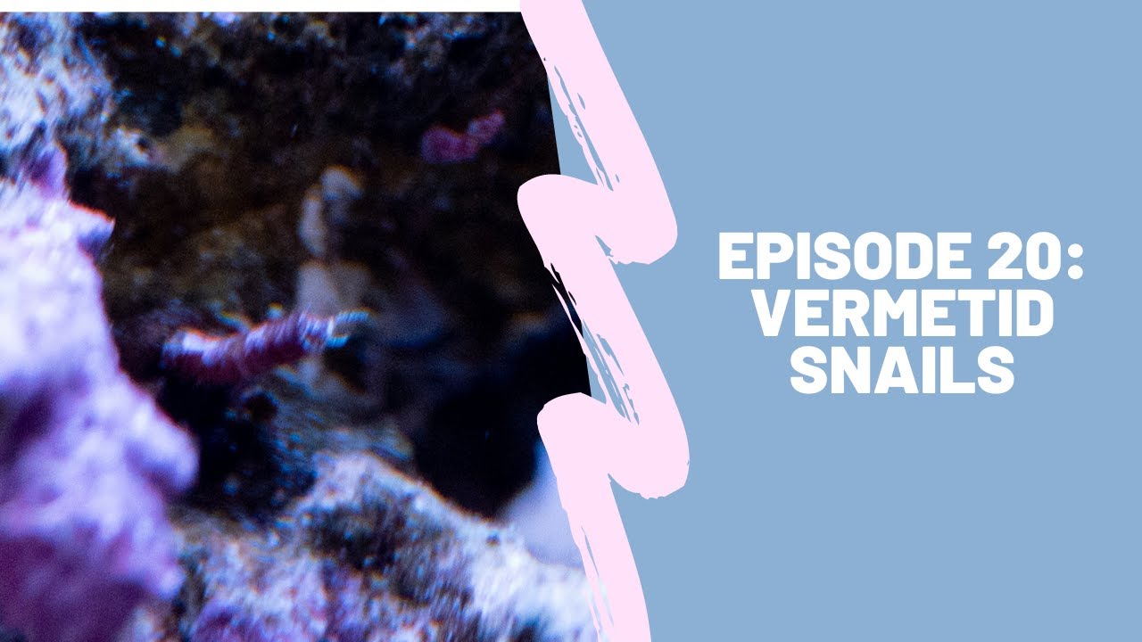150g Reef Tank: Ep 20 -  Vermetid Snails